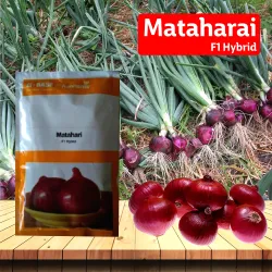 Nunhems Mata Hari Onion Nunhems Mata Hari Onion