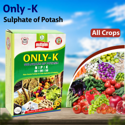 Multiplex Only K Multiplex Only K