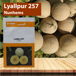 Nunhems Lyallpur 257 Muskmelon Nunhems Lyallpur 257 Muskmelon