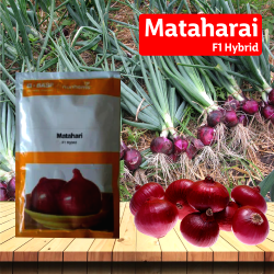 Nunhems Mata Hari Onion - 20000SEEDS Nunhems Mata Hari Onion - 20000SEEDS
