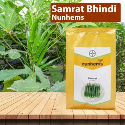 Nunhems Samrat Bhindi (Okra) Seeds - Pack of 3500 Seeds Nunhems Samrat Bhindi (Okra) Seeds - Pack of 3500 Seeds