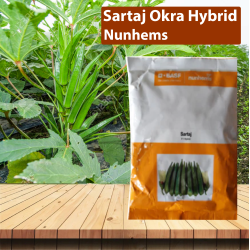 Nunhems Sartaj Okra Hybrid - 3500SEEDS Nunhems Sartaj Okra Hybrid - 3500SEEDS