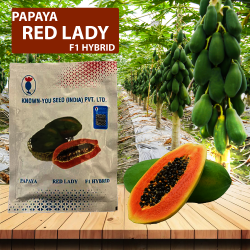 Known You Red Lady Papaya Seeds - 10 GM Known You Red Lady Papaya Seeds - 10 GM