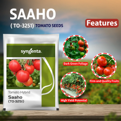 Syngenta Saaho (TO-3215) Tomato Seeds - 3500 SEEDS Syngenta Saaho (TO-3215) Tomato Seeds - 3500 SEEDS