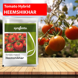 Syngenta Heemshikar Tomato Seeds - 4000 SEEDS Syngenta Heemshikar Tomato Seeds - 4000 SEEDS