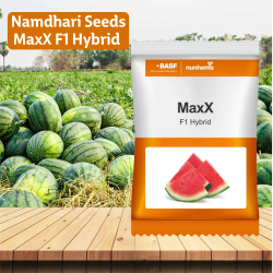 Nunhems Maxx F1 Hybrid Watermelon - 1000 Seeds Nunhems Maxx F1 Hybrid Watermelon - 1000 Seeds