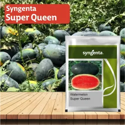 Syngenta Sugar Queen Watermelon - 1000 Seeds Syngenta Sugar Queen Watermelon - 1000 Seeds