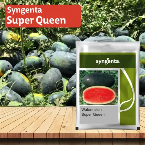 Syngenta Sugar Queen Watermelon - 1000 Seeds