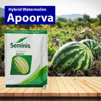 Seminis Apoorva Watermelon
